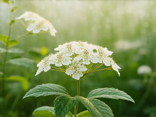 Olmaria (Filipendula ulmaria o Spirea ulmaria)