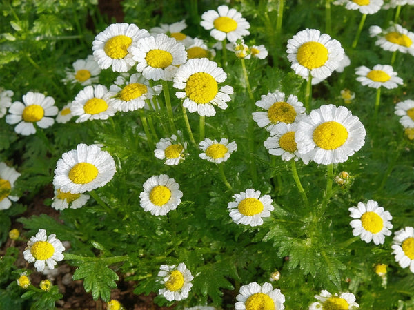 Partenio (Tanacetum parthenium)