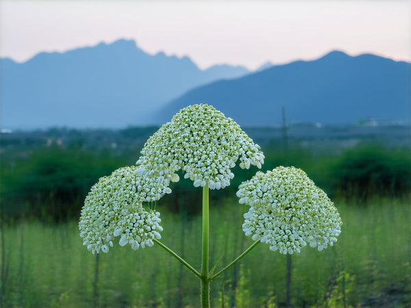Angelica Cinese (Angelica sinensis)