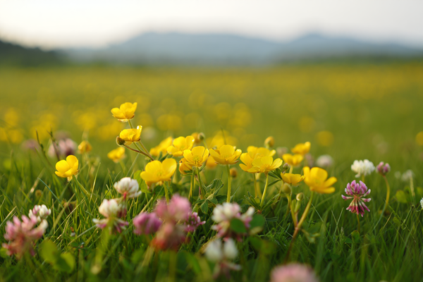 Fiori di Bach tradizionali con brandy