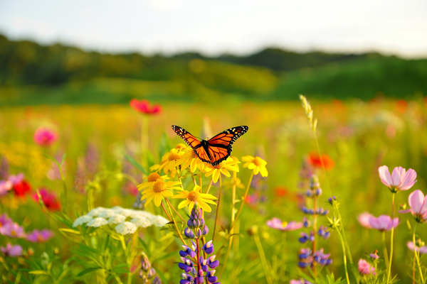 Fiori di Bach Disponibili in versione Analcolica e con Brandy