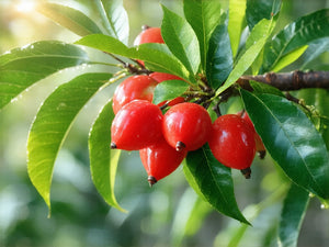 Acerola (Malpighia glabra)